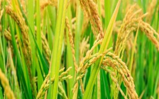 浙科優(yōu)1號水稻種子簡介，該品種植株較高