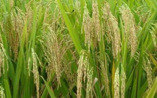 淦兩優(yōu)602水稻品種簡介，秧田播種量每畝10-12公斤