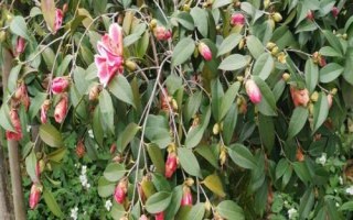 茶花根爛的原因，盆土、澆水、施肥不當(dāng)均會(huì)導(dǎo)致