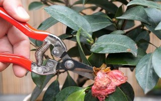 茶花是如何嫁接的，通常在6月份或者7月份進(jìn)行