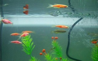 養(yǎng)孔雀魚多久換一次水，換水量不能太大