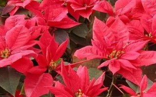 一品紅的換盆注意事項(xiàng)，可以在早春進(jìn)行