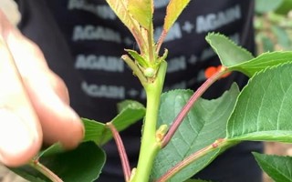 櫻桃樹如何修剪，可選擇在每年春季萌芽前進(jìn)行