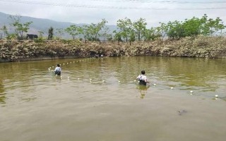 魚(yú)塘改底多久一次，一般1-3個(gè)月改底一次