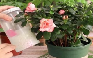 花中西施是什么花，是指的杜鵑花