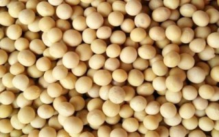 大豆品種主要有哪些，分為青大豆、黃大豆、黑大豆等