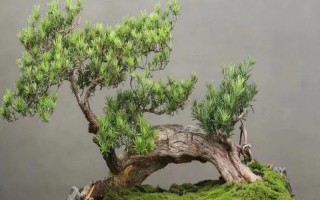 珍珠和米葉羅漢松的區(qū)別，葉片、花期和習性均不同
