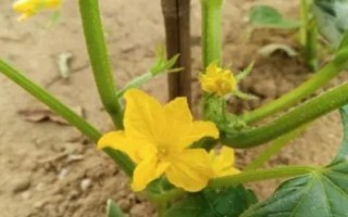黃瓜開花不結(jié)果的原因，可能是留瓜多或施肥不當(dāng)?shù)葘?dǎo)致的