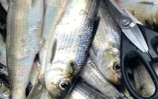 鰣魚的價(jià)格，一斤需要50-200元左右