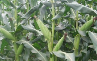 陽光99玉米種子介紹，夏播生育期96-101天