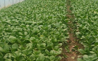 青梗菜播種栽培技術(shù)，可用直播栽培和育苗移植兩種方法
