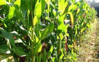 禹堃823玉米種子簡介，密度5000株/畝左右