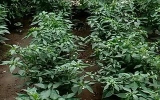 辣椒秧爛根的原因，通常是因?yàn)榛加懈∷鶎?dǎo)致