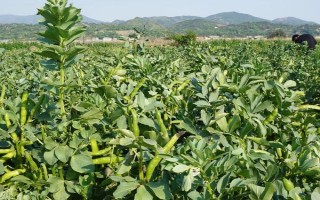 蠶豆什么時(shí)候掐頂，可以在五月份進(jìn)行