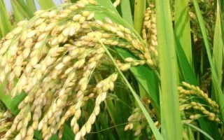 源粳1號(hào)水稻品種的特性，4月中旬播種