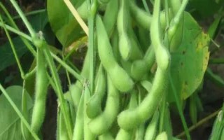 科鮮豆1號大豆種子特點，遼寧省春播生育期105天