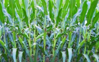 杰農(nóng)628玉米種子特征特性，用顆粒劑或赤眼蜂防治玉米螟