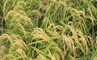 野香優(yōu)959水稻種簡介，秈型三系雜交水稻品種