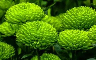 紫色菊花有什么花語(yǔ)，代表神秘、愛(ài)情、浪漫