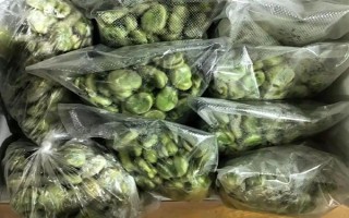 在家種蠶豆的方法，浸種消毒后再撒播覆土