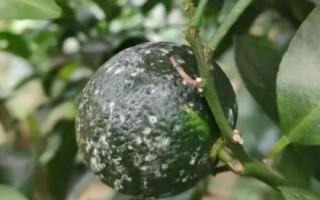 砂糖橘開裂的原因，久旱突降大雨會導(dǎo)致果實(shí)大量開裂