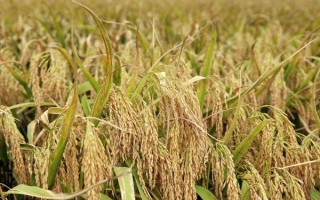 富田2100水稻品種的特性，每畝有效穗數(shù)19.7萬(wàn)穗