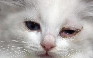 貓鼻支的病因，病原體是貓鼻氣管炎皰疹病毒