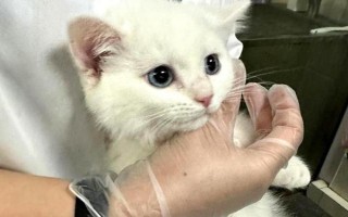 貓胰腺炎造成的原因，可能是免疫力下降或感染導(dǎo)致
