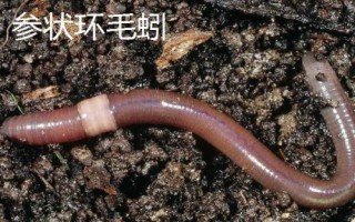 手碰到蚯蚓會(huì)不會(huì)感染寄生蟲，一般不會(huì)