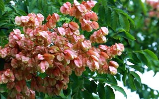 現(xiàn)在種植什么樹能賺錢，可種植彩葉樹種、喬木類等