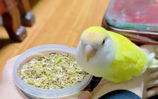 牡丹鸚鵡要喂沙子嗎，可以將沙子殺菌后喂食