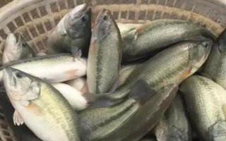加州鱸魚水花如何養(yǎng)殖，放苗之前要檢測(cè)水中的微生物數(shù)量