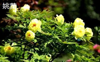 牡丹花的寓意，寓意富貴圓滿、端莊秀雅等