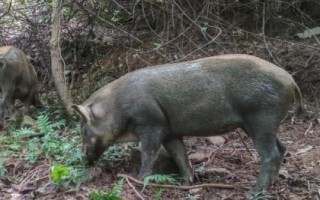 野豬害怕的東西和驅(qū)趕方法，害怕其它猛獸和強(qiáng)光