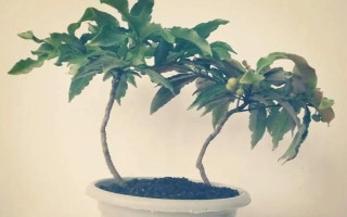 朱砂根的養(yǎng)殖方法，喜歡濕潤或半燥的氣候環(huán)境