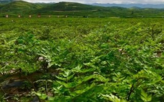 種植當(dāng)歸的條件，種植地的海拔需超過2000米