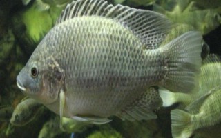 羅非魚吃不吃草，草是羅非魚的主要食物來源