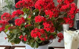 過年養(yǎng)哪些花喜慶，推薦報(bào)春花、蝴蝶蘭等