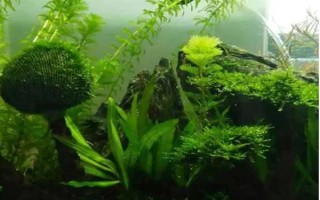 什么水草好養(yǎng)，常見(jiàn)的有綠菊、大寶塔、水蘭等