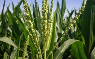 鏡泊湖綠單15玉米種子特點(diǎn)，選擇中等以上肥力地塊