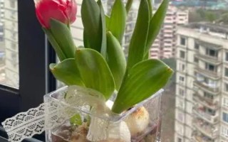 水培的郁金香能改為土培嗎，消毒處理后即可改為土培