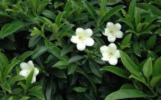 灰莉的家庭養(yǎng)殖方法，喜歡生長(zhǎng)在光照充足的環(huán)境下