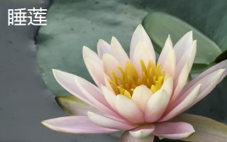 睡蓮和荷花的區(qū)別是什么，葉子、花朵和屬性均不同