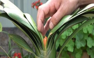 君子蘭夾箭要遮光多少天，要為其進(jìn)行7天左右的遮光處理