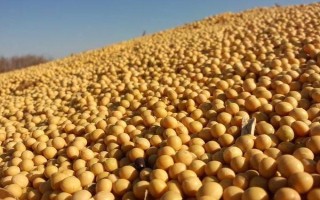 受歡迎的大豆品種有哪些，常見的有中黃35、中黃301等