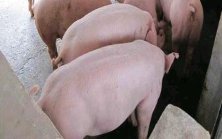 外三元豬和內(nèi)三元豬的區(qū)別，雜交方式不同