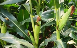 D907玉米種子特點，4月下旬至5月上旬播種