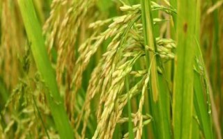 圳兩優(yōu)575水稻品種簡介，秧田播種量每畝10.0千克