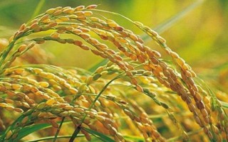 魅兩優(yōu)美香新占水稻種子介紹，栽植密度為20厘米×27厘米