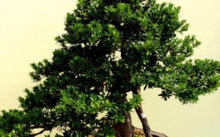 怎么養(yǎng)珍珠羅漢松，掌握根系和葉片的比例可提高成活率